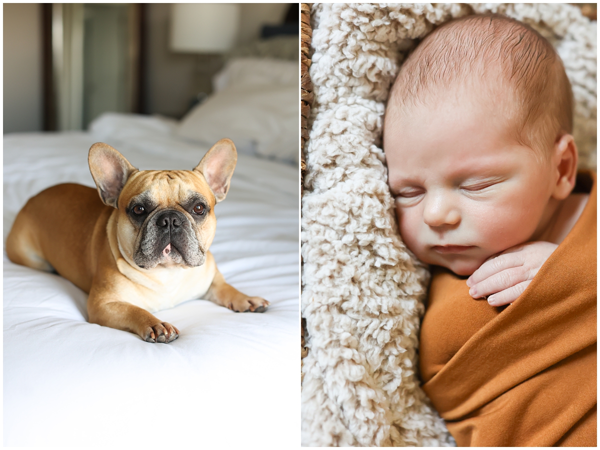 Dog in newborn photos Tampa